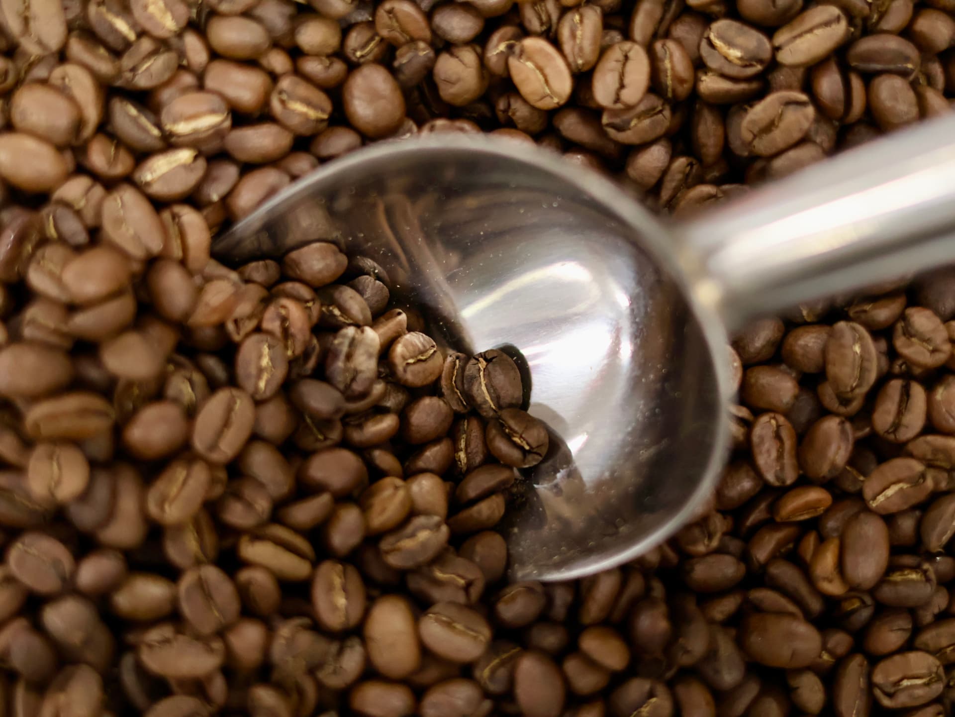 Scoop resting in a bed of dark roasted coffee beans
